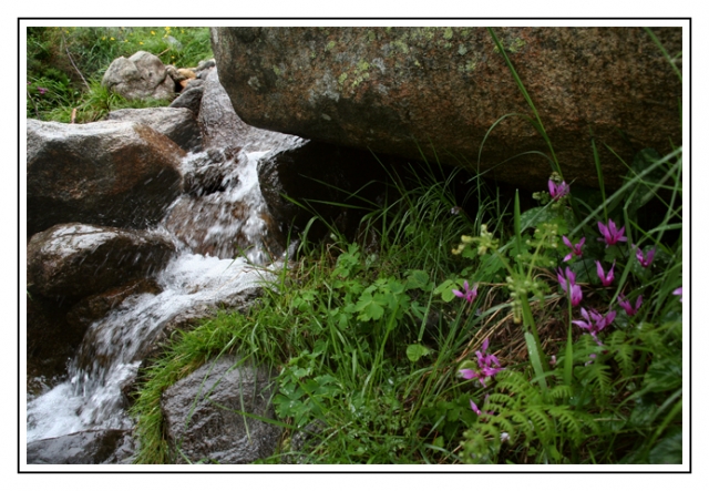 9930 corse cyclamens site.jpg